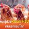 จีนพบผู้ป่วยไข้หวัดนกสายพันธุ์ H10N3 คนแรกของโลก