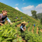 Guangxi’s eco-friendly development pattern